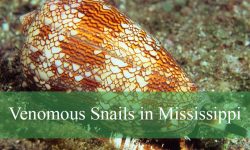 9 Hidden Facts About Venomous Snails in Mississippi Waters
