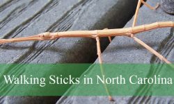 Secrets About Walking Sticks in North Carolina Forests