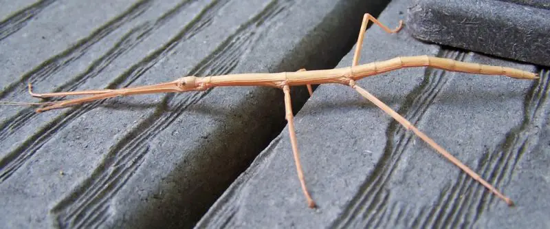 Walking Sticks in North Carolina