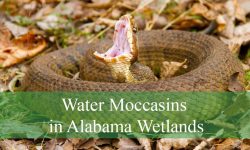 Hidden Facts About Water Moccasins in Alabama Wetlands