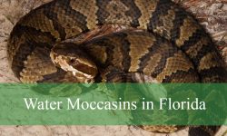 The Truth About Water Moccasins in Florida You Didn’t Know