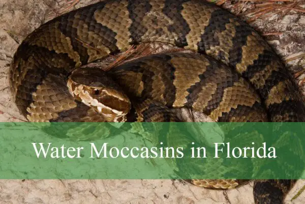 Water Moccasins in Florida
