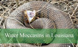 Are Water Moccasins in Louisiana as Dangerous as People Say?