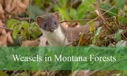 What You Didn’t Know About Weasels in Montana Forests