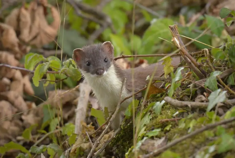 Weasels in Montana Forests