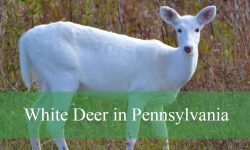 Hidden Facts About White Deer in Pennsylvania You Never Knew