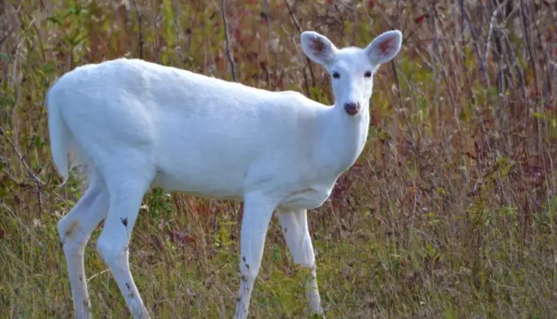 White Deer in Pennsylvania