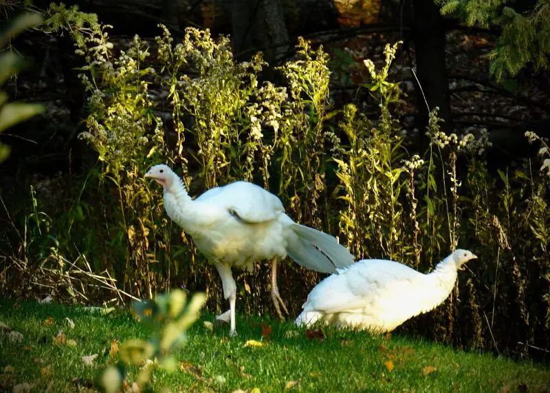 White Turkeys in Wisconsin