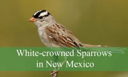 Secrets About White-crowned Sparrows in New Mexico
