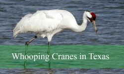 Secrets About Whooping Cranes in Texas Wetlands