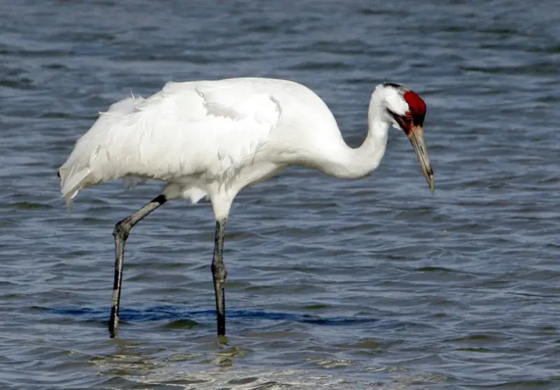 Whooping Cranes in Texas