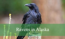 Why Ravens in Alaska Are Smarter Than You Think