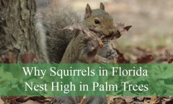 Why Squirrels in Florida Nest High in Palm Trees