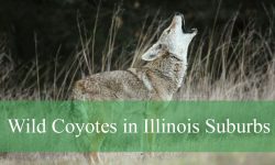 Scary Truth About Wild Coyotes in Illinois Suburbs
