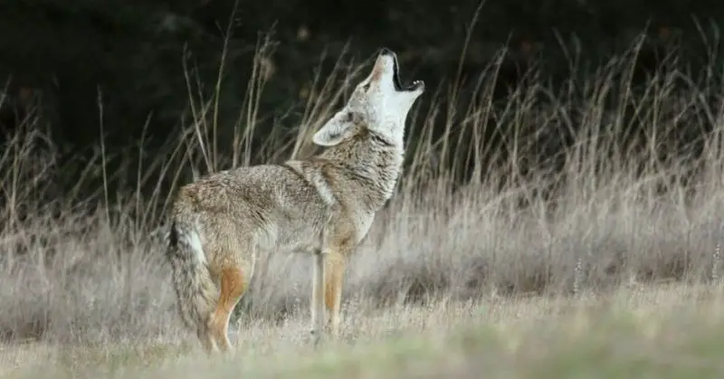 Wild Coyotes in Illinois Suburbs