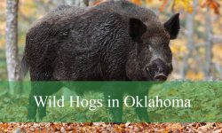 Hidden Facts About Wild Hogs in Oklahoma That Will Surprise You