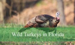 9 Facts About Wild Turkeys in Florida That Will Astonish You
