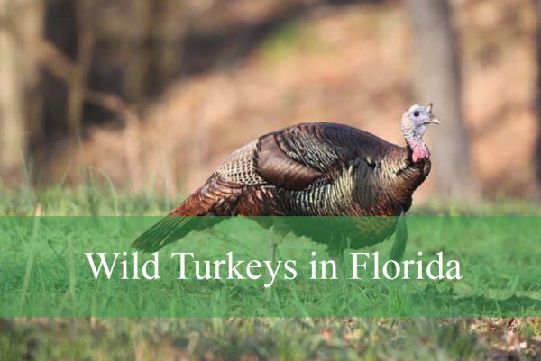 Wild Turkeys in Florida