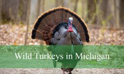 What You Didn’t Know About Wild Turkeys in Michigan