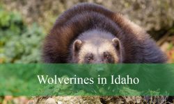 What You Didn’t Know About Wolverines in Idaho