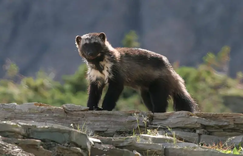 Wolverines in Montana
