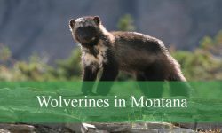 11 Facts About Wolverines in Montana That Will Blow Your Mind