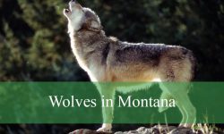 Are Wolves in Montana Crossbreeding with Coyotes?
