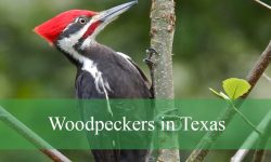What You Didn’t Know About Woodpeckers in Texas