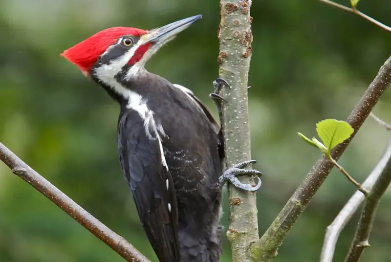 Woodpeckers in Texas