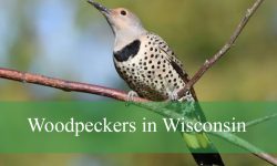 10 Little-Known Traits of Woodpeckers in Wisconsin Forests