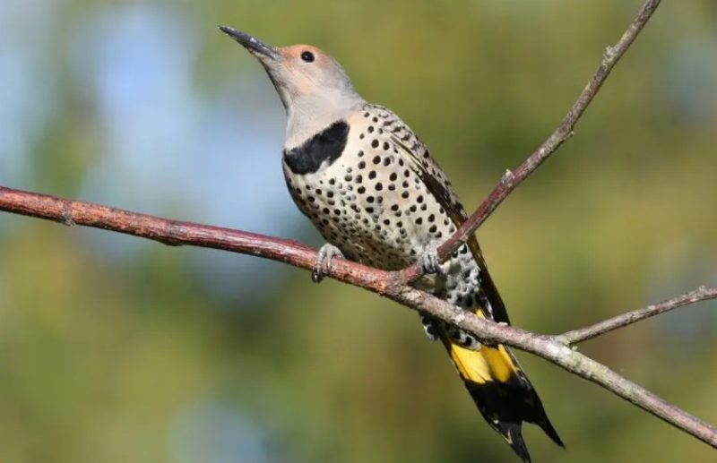 Woodpeckers in Wisconsin Forests