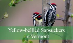 The Truth About Yellow-bellied Sapsuckers in Vermont