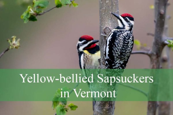 Yellow-bellied Sapsuckers in Vermont