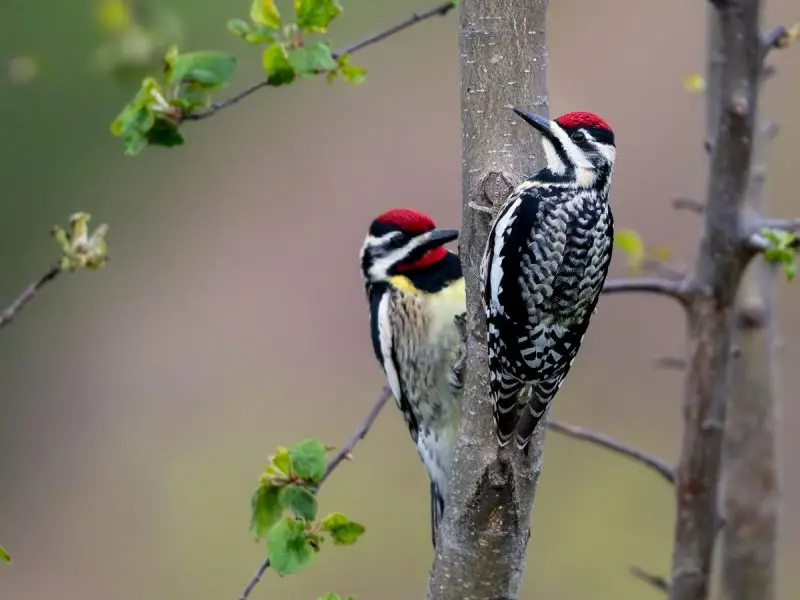 Yellow-bellied Sapsuckers in Vermont