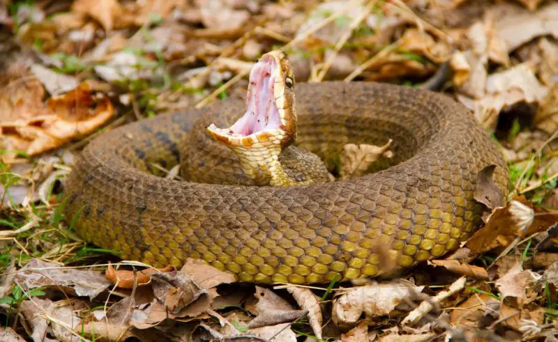 Water Moccasins in Alabama Wetlands