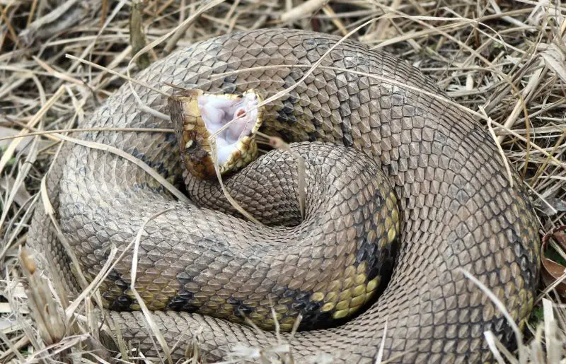 Water Moccasins in Louisiana