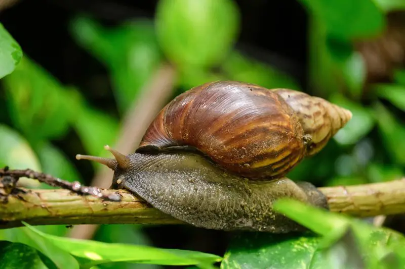 Giant Snails in Hawaii