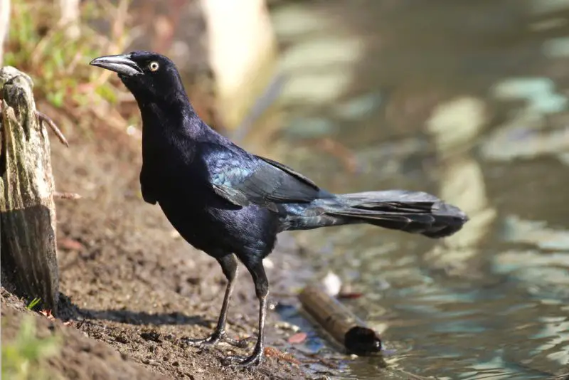 Grackles in Oklahoma