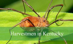 The Truth About Harvestmen (“Daddy Longlegs”) in Kentucky