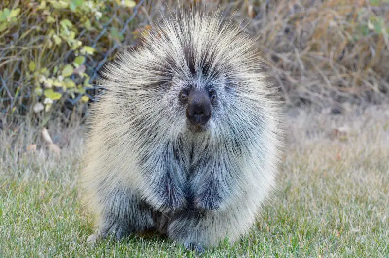 Porcupines in Montana