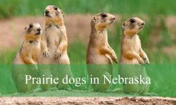 What You Didn’t Know About Prairie Dogs in Nebraska