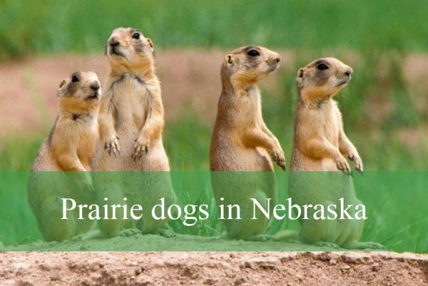 prairie dogs in Nebraska