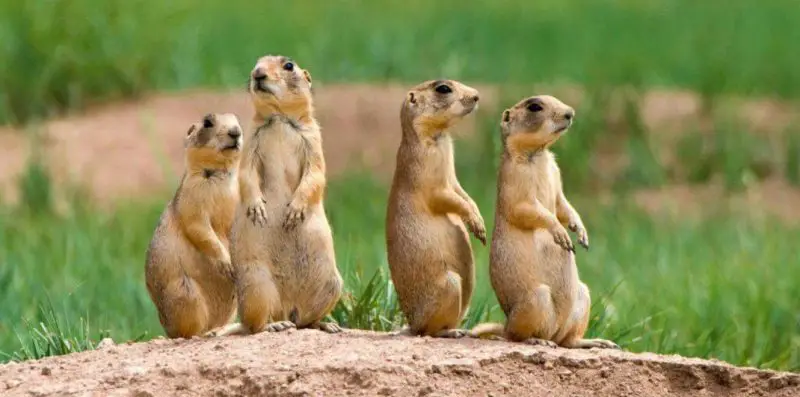 prairie dogs in Nebraska